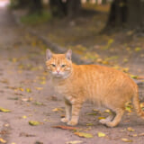野良猫を見たい会いたい。東京都内で会える野良猫スポットおすすめ3選