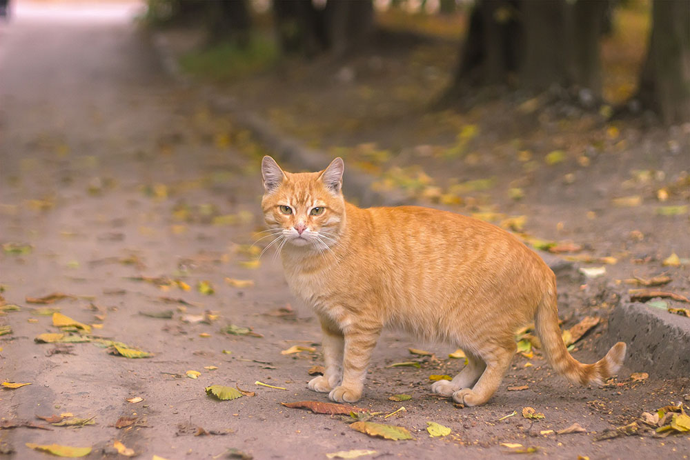 野良猫を見たい会いたい。東京都内で会える野良猫スポットおすすめ3選 