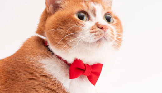猫に優しい素材のかわいい首輪「ぽぽねこ」