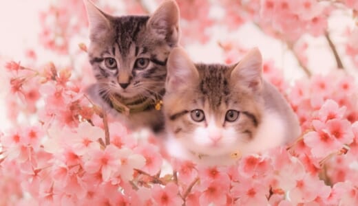 春爛漫！猫×桜のおすすめ雑貨2選