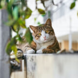 【千葉県版】野良猫に会えるスポットおすすめ5選