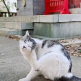 猫好きさんなら訪れたい☆東京都内にある猫寺＆猫神社 5選