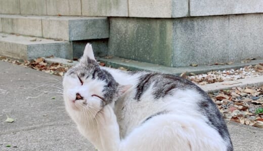 猫好きさんなら訪れたい☆東京都内にある猫寺＆猫神社 5選