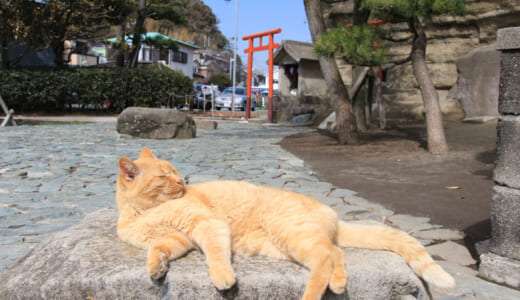 猫が神社に多い理由とは？歴史と信仰の関係