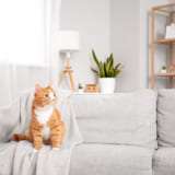 猫飼いたい、でも飼えないの。ペット可の賃貸が少ない理由