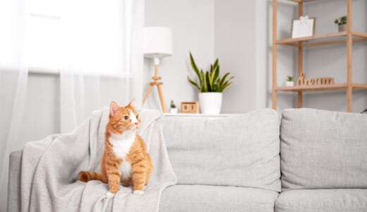 猫飼いたい、でも飼えないの。ペット可の賃貸が少ない理由