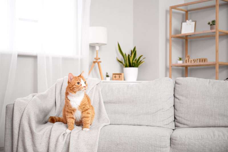 猫飼いたい、でも飼えないの。ペット可の賃貸が少ない理由