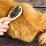 【猫 冬毛】いつからモフモフになる?冬毛の特徴と換毛期の抜け毛・ブラッシング対策を徹底解説