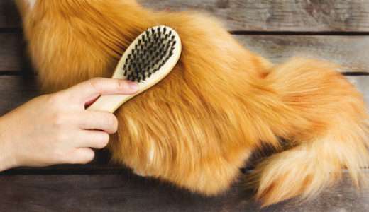 【猫 冬毛】冬毛の特徴とは。換毛期の抜け毛対策とブラッシング方法を解説