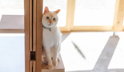 猫と泊まる特別体験プラン「猫と結ぶ、富士の縁」が富士山麓の宿「ICHI 縁」で登場