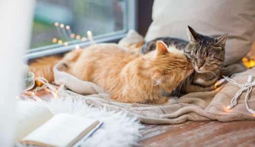 猫の日はいつ？なぜ2月22日？由来や「世界猫の日」との違いを徹底解説