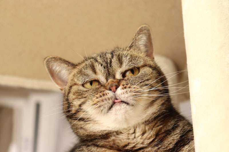 猫が口を半開きにする「フレーメン反応」とは？臭いから？驚きの理由を解説