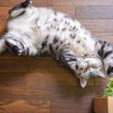 猫はなぜマタタビに酔うの?「蚊を撃退するため」という驚きの最新研究を解説