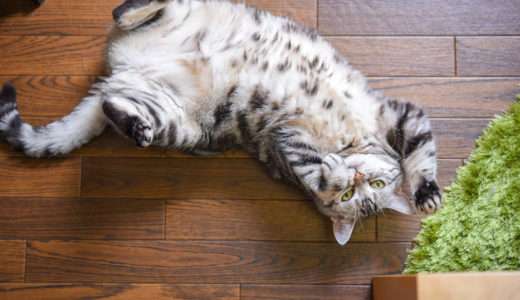 猫はなぜマタタビに酔うの？「蚊を撃退するため」という驚きの最新研究を解説