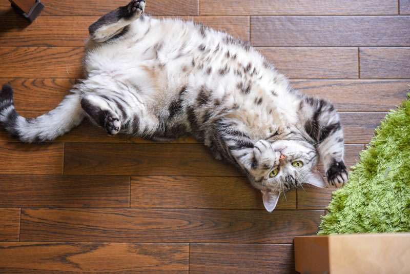 猫はなぜマタタビに酔うの？「蚊を撃退するため」という驚きの最新研究を解説