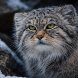 雪の上のマヌルネコ